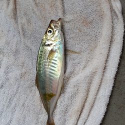 サビキ釣りとエギに挑戦