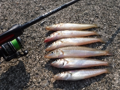 今が旬のキスゲーム