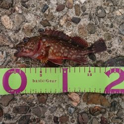 ガッシー祭り！！！