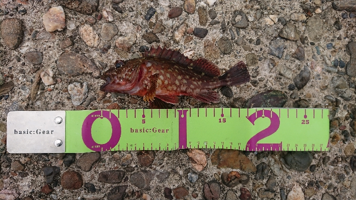 ガッシー祭り！！！