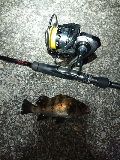 メバリング日和