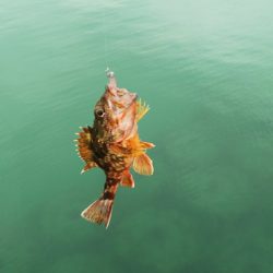 エサでアジ釣り