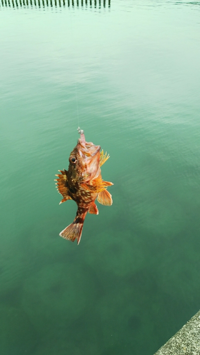 エサでアジ釣り