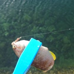 キス釣り釣行その2