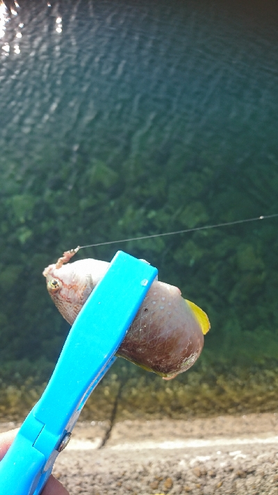 キス釣り釣行その2