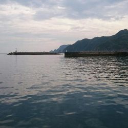 キス 調査 浜坂編