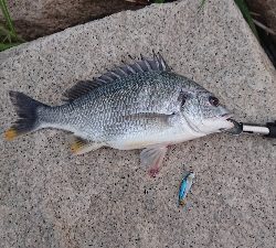 雨上がりの一匹