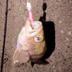 今宵もメバリング