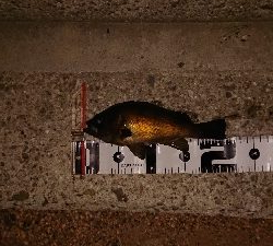 連日連夜の今宵もメバリング