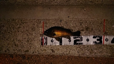 連日連夜の今宵もメバリング