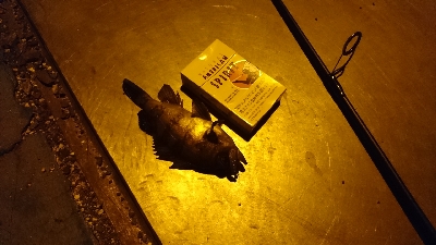 物足りない釣果