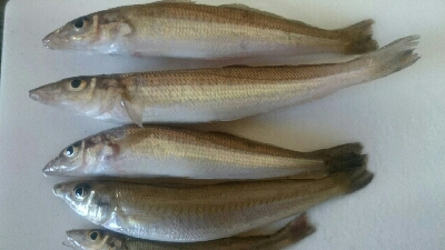 KISS キス 鱚♪ KISS キス 鱚♪