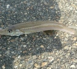 鰈なるチヌに鱚！