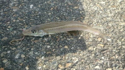 鰈なるチヌに鱚！