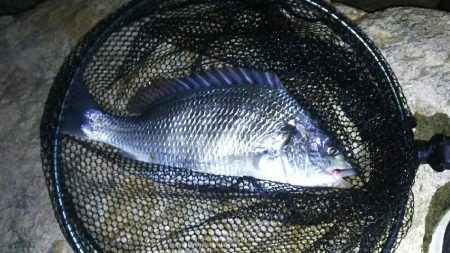 今年初チニング