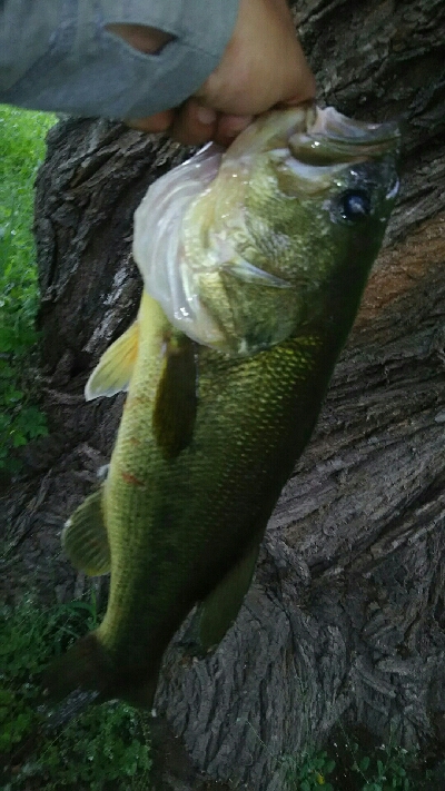 多々良沼オカッパリ釣行