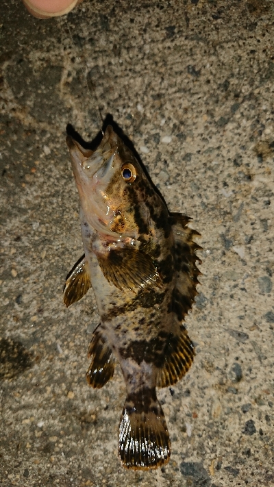 タケノコメバリング