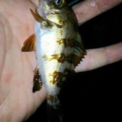 今日こそアジを！