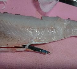 ついに釣れた！が、まさかの…