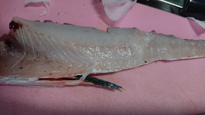 ついに釣れた！が、まさかの…