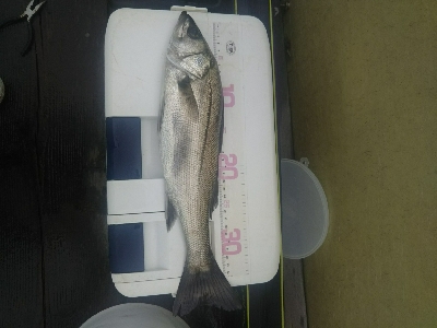 サビキ釣りにて珍客