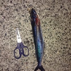 どれも本命‼️