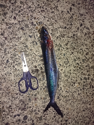 どれも本命‼️