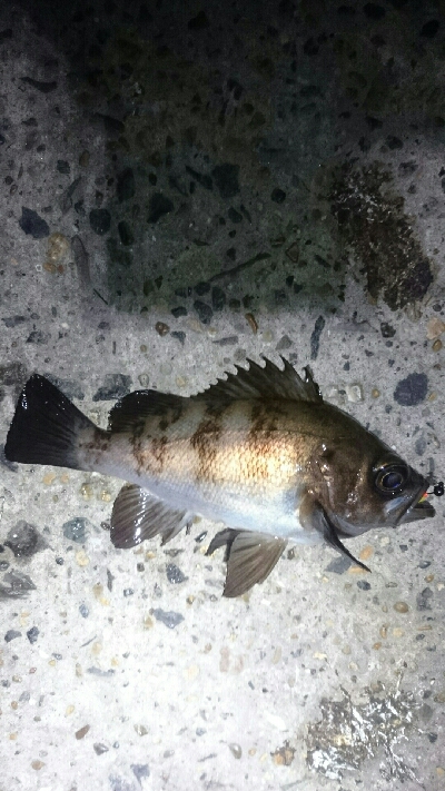 雨風に負けず！