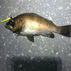 一瞬のジアイ。