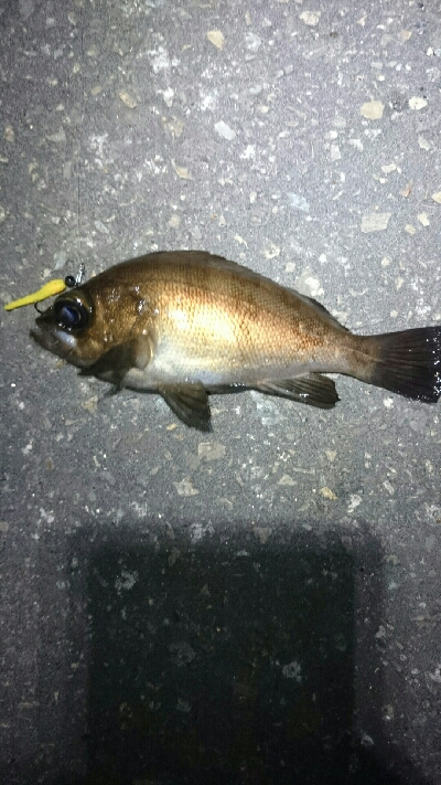 一瞬のジアイ。