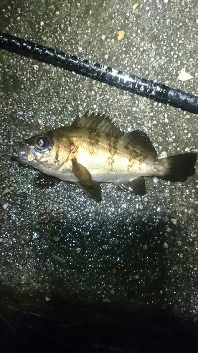 雨にも負けず。
