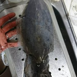 ライトエギング中にまさかの…！！