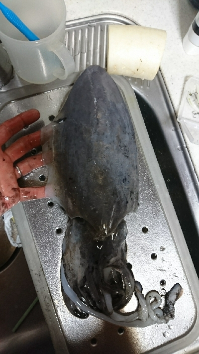 ライトエギング中にまさかの…！！