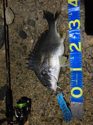 淀川ブリームゲーム 爆釣