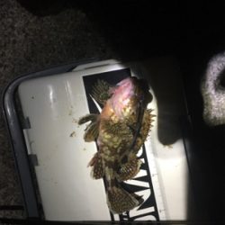 アジが釣りたくて