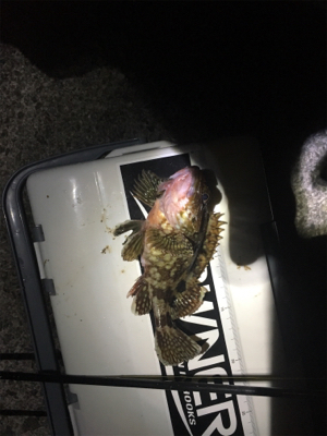 アジが釣りたくて