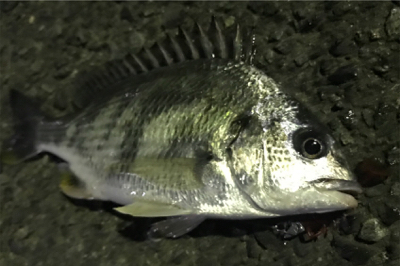 チニング初成功