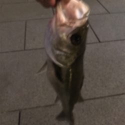 シーバスチャレンジ