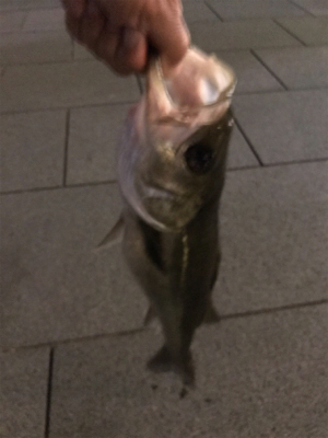 シーバスチャレンジ