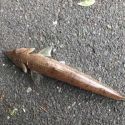 エソのヌシ降臨