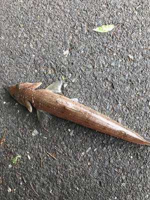 エソのヌシ降臨