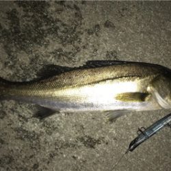 バチ抜けシーバス