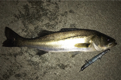 バチ抜けシーバス