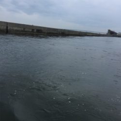 青物の気配は‥