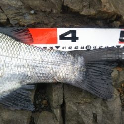 地磯でヒラスズキ