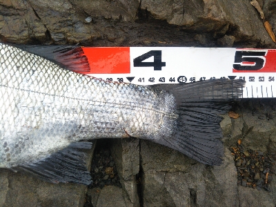 地磯でヒラスズキ