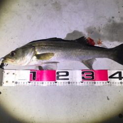 バチ抜けシーバス