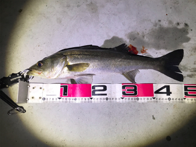 バチ抜けシーバス