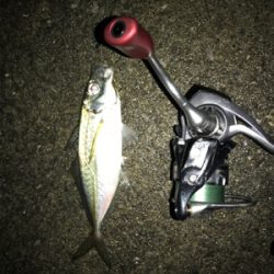 何故そこ!?(釣行 其の弐拾壱)