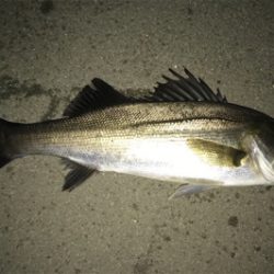 2日連続シーバス狙い